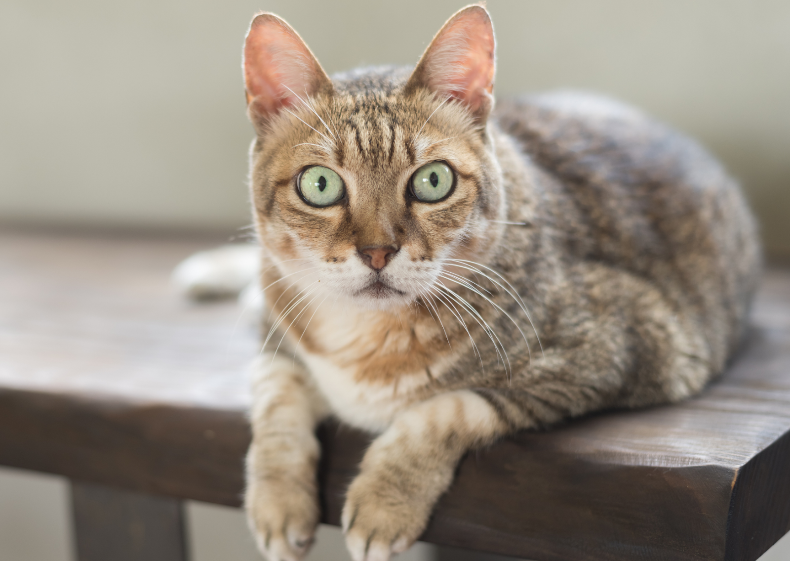 犬と猫の大腿骨骨折について｜早期発見・早期治療が大切｜イース動物