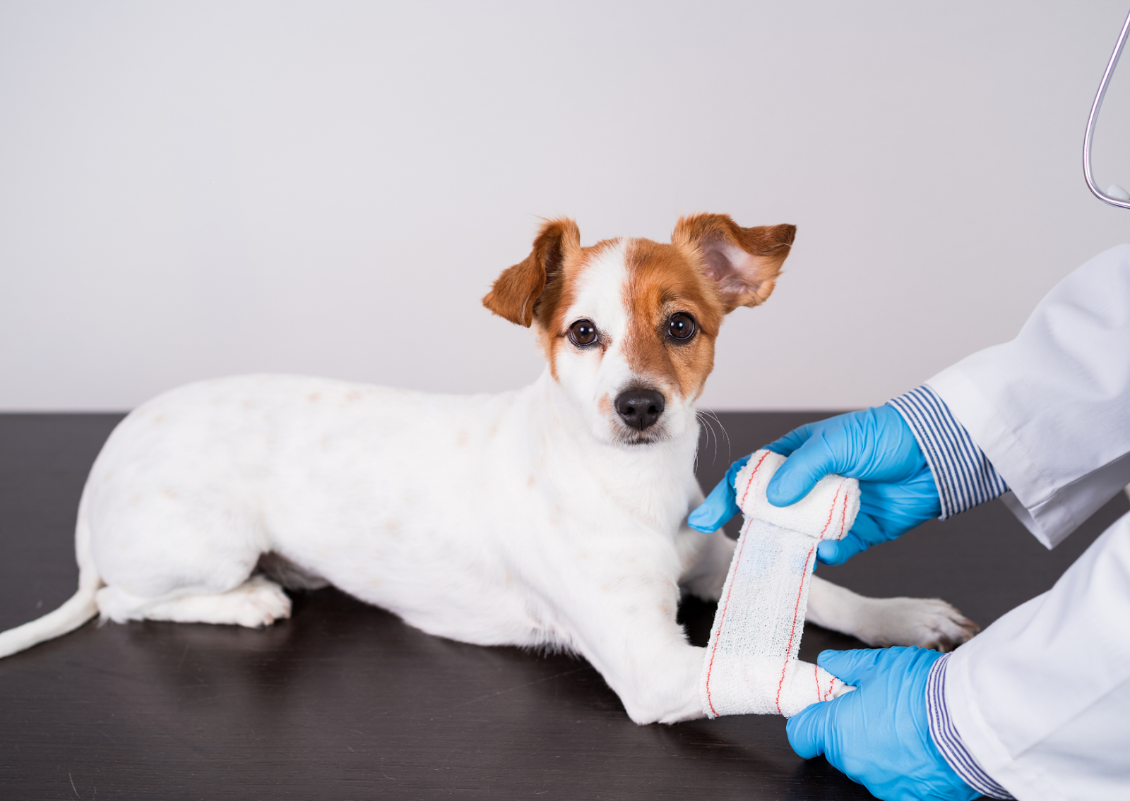【裁断済み】いざという時に役立つ! 犬と猫の骨折・脱臼の初期対応 41Pjab-FFkL._AC_SY200_QL15_.jpg