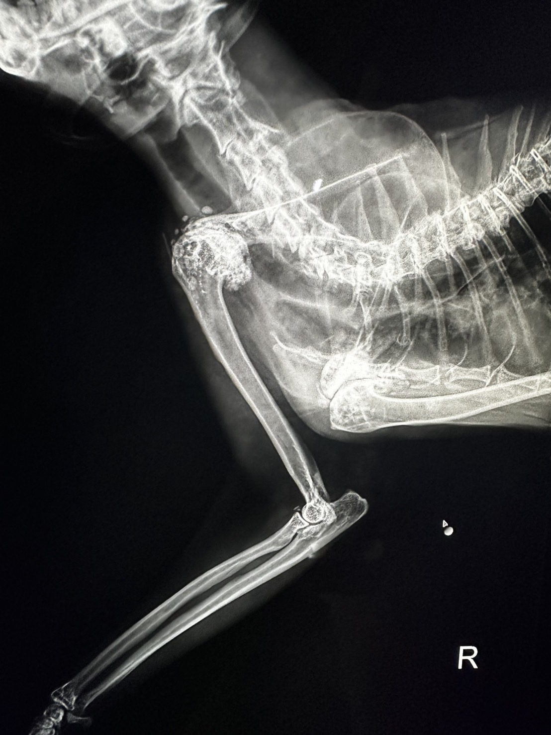 もしかして関節炎？猫の“動き”から分かるサインとは~整形疾患は身近に